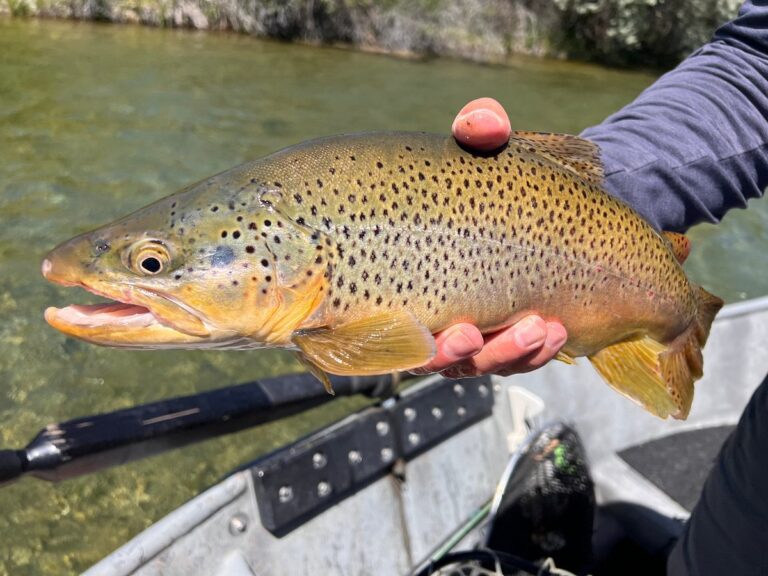 bighorn-river-view-lodge (2)